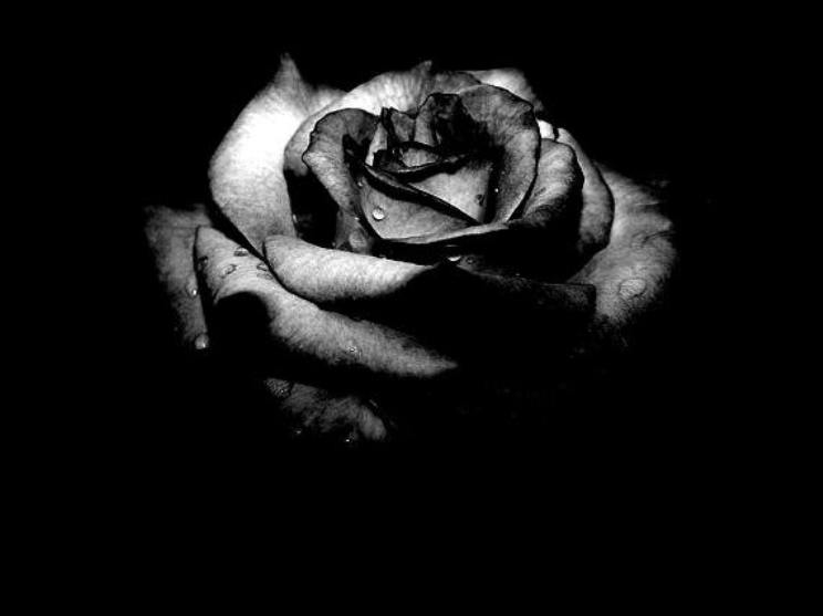 BLACK Rose